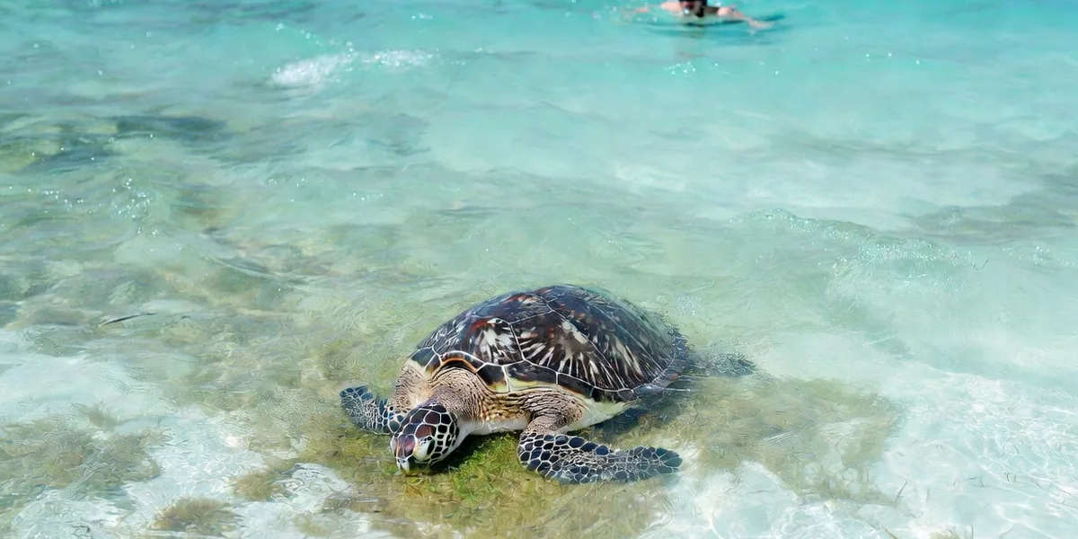 Snorkel With Sea Turtles in Akumal in the Riviera Maya