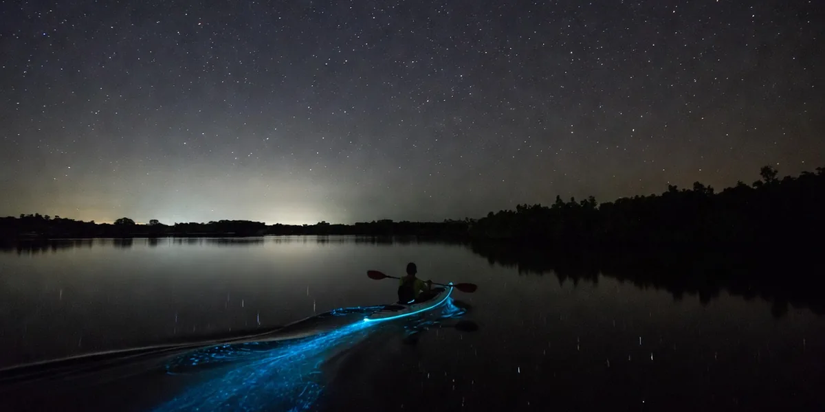 Bacalar Bioluminescence: When, Where & How to See It