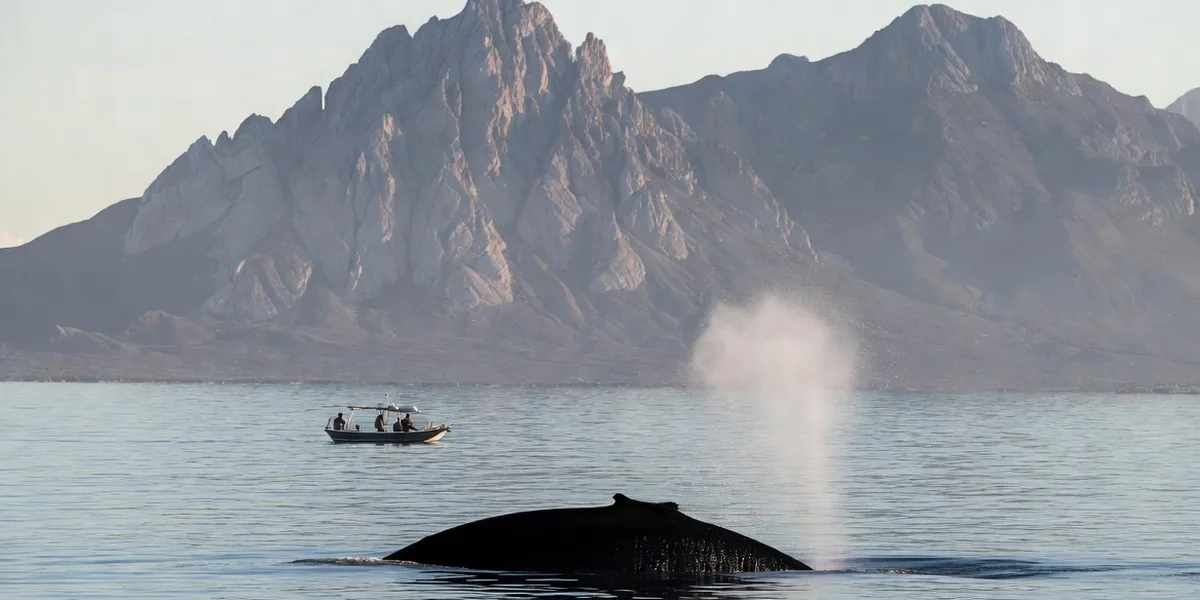 Whale surfacing near a panga in San Carlos bay with the Tetakawi peaks behind
